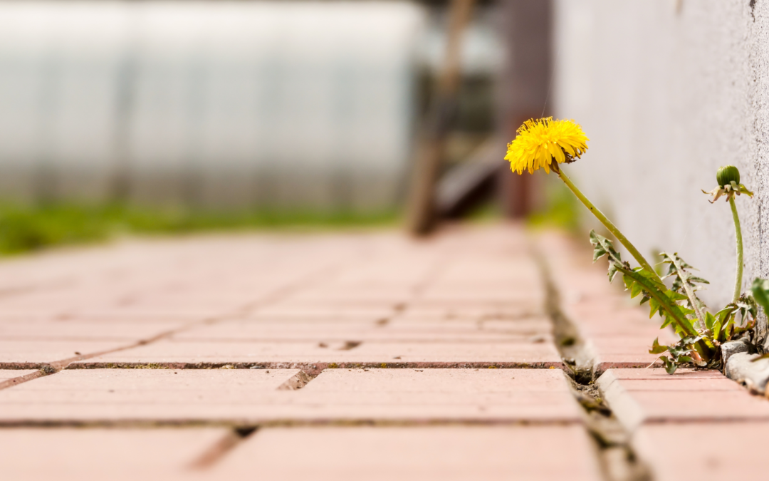 There’s a time to adapt, and a time to hold steady